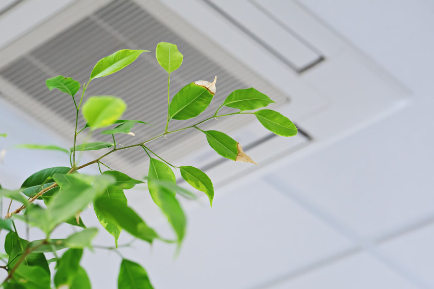 Foolproof Ways to Ensure Good Indoor Air Quality